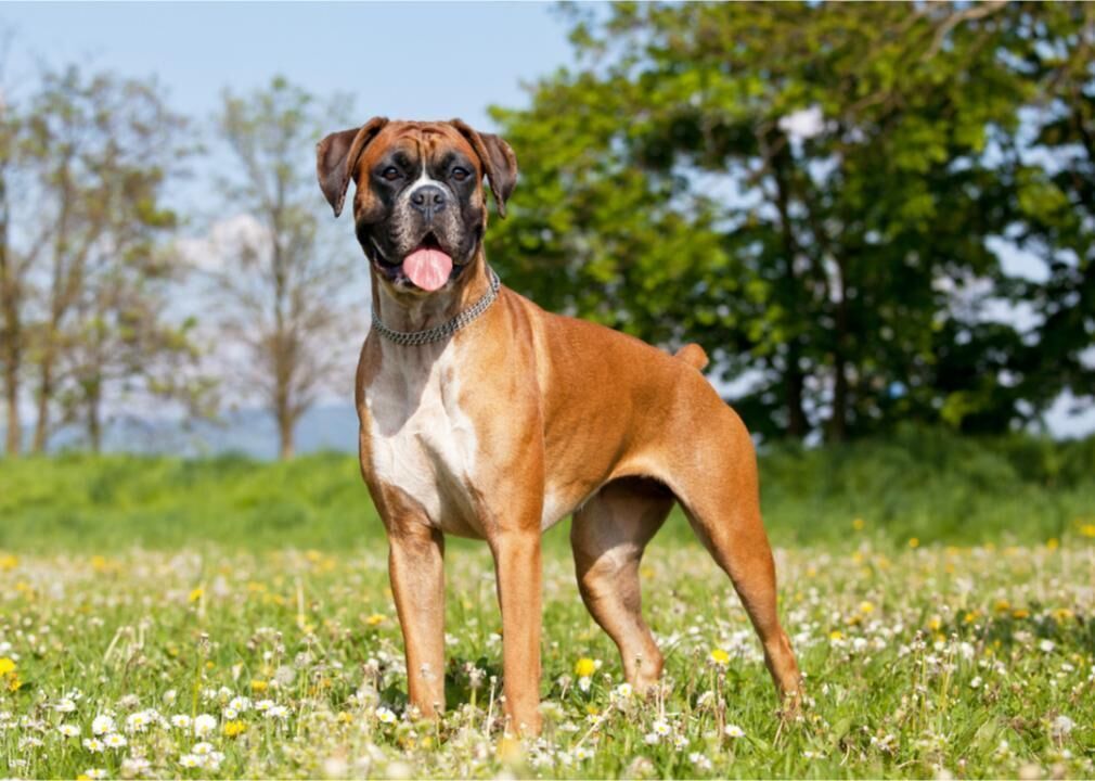 #17. Boxer